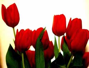 شهید عبدالحسین صدر محمدی (عکس ندارد) شهید عبدالحسین صدر محمدی (عکس ندارد)